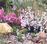 Stokes Bay Bush Garden - Tweed Heads Accommodation