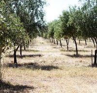 Talinga Grove Olive Oils - Tweed Heads Accommodation