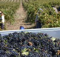 Rolf Binder Wines - Tweed Heads Accommodation