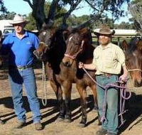 Coffin Bay Brumby Preservation Society Incorporated - Tweed Heads Accommodation
