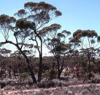 Clements Gap Conservation Park - Tweed Heads Accommodation