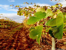 Mirabella Vineyards - Tweed Heads Accommodation 0