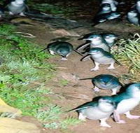 Penneshaw Penguin Centre - Tweed Heads Accommodation
