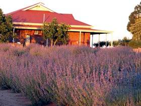 Bella Lavender Estate - Tweed Heads Accommodation 0