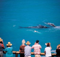 Whale Watching At Head Of Bight - Tweed Heads Accommodation