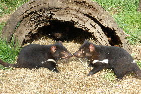 Wing's Wildlife Park - Tweed Heads Accommodation 0
