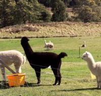 Maydena Country Cabins Accommodation  Alpaca Stud - Tweed Heads Accommodation