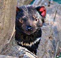 Trowunna Wildlife Sanctuary - Tweed Heads Accommodation