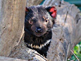 Trowunna Wildlife Sanctuary - Tweed Heads Accommodation 0