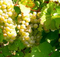 Winstead Vineyard - Tweed Heads Accommodation