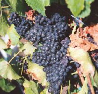 Darlington Vineyard - Tweed Heads Accommodation