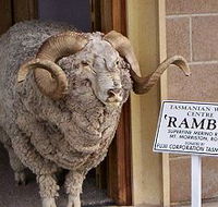 Tasmanian Wool Centre - Tweed Heads Accommodation