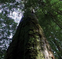Styx Big Tree Reserve - Tweed Heads Accommodation