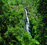 Kondalilla National Park - Tweed Heads Accommodation