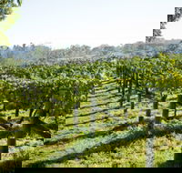 Surveyor's Hill Vineyards - Tweed Heads Accommodation