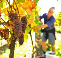 Native Point Wines - Tweed Heads Accommodation