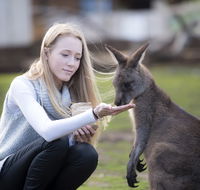 Bonorong Wildlife Sanctuary - Tweed Heads Accommodation