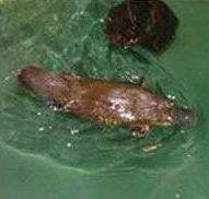 Platypus House - Tweed Heads Accommodation