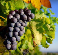 Panorama Vineyard - Tweed Heads Accommodation