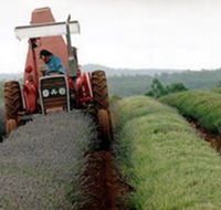 Bridestowe Lavender Farm - Tweed Heads Accommodation
