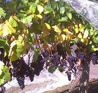 Palmara Vineyard - Tweed Heads Accommodation