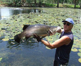 Barra Feeding - Tweed Heads Accommodation 0