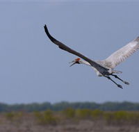 Gayngaru Wetlands Interpretive Walk - Tweed Heads Accommodation
