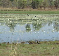 Leaning Tree Lagoon Nature Park - Tweed Heads Accommodation