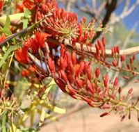 Olive Pink Botanic Garden - Tweed Heads Accommodation