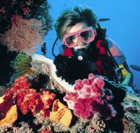 Cook Island Dive Site - Tweed Heads Accommodation