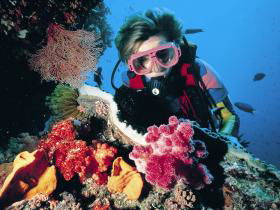 Cook Island Dive Site - Tweed Heads Accommodation 0