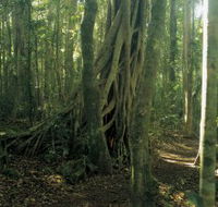 Lamington National Park Binna Burra Section - Tweed Heads Accommodation