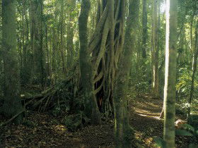Lamington National Park, Binna Burra Section - Tweed Heads Accommodation 0