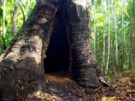 Tewantin National Park - Tweed Heads Accommodation 0