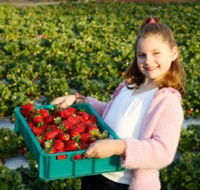 Strawberry Fields - Tweed Heads Accommodation