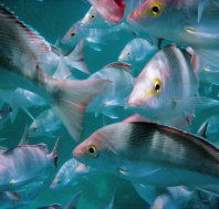 Wolf Rock Dive Site - Tweed Heads Accommodation