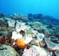 Mudjimba Old Woman Island Dive Site - Tweed Heads Accommodation