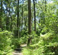Mapleton Falls National Park - Tweed Heads Accommodation