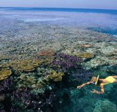Split Bommie Dive Site - Tweed Heads Accommodation