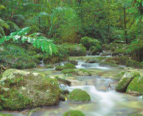 Mossman Gorge, Daintree National Park - Tweed Heads Accommodation 0