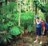 Mount Sorrow Ridge Trail Daintree National Park - Tweed Heads Accommodation