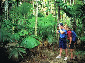 Mount Sorrow Ridge Trail, Daintree National Park - Tweed Heads Accommodation 0