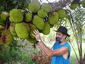 Cape Trib Exotic Fruit Farm - Tweed Heads Accommodation 0