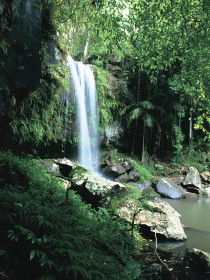 Curtis Falls, Joalah Section - Tweed Heads Accommodation 0