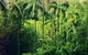 Fern Tree Pool And Giant's Chair Circuit - thumb 0