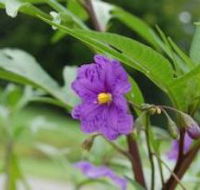 Alpha Native Flower Garden - Tweed Heads Accommodation