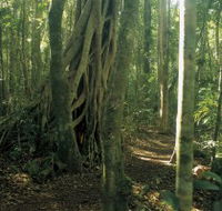 Mount Bithongabel - Tweed Heads Accommodation