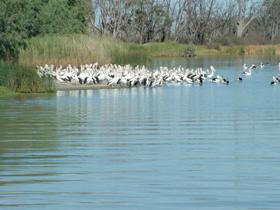 Lake Ross - Tweed Heads Accommodation 0