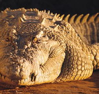 Koorana Crocodile Farm - Tweed Heads Accommodation