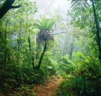 Lamington National Park Green Mountains Section - Tweed Heads Accommodation